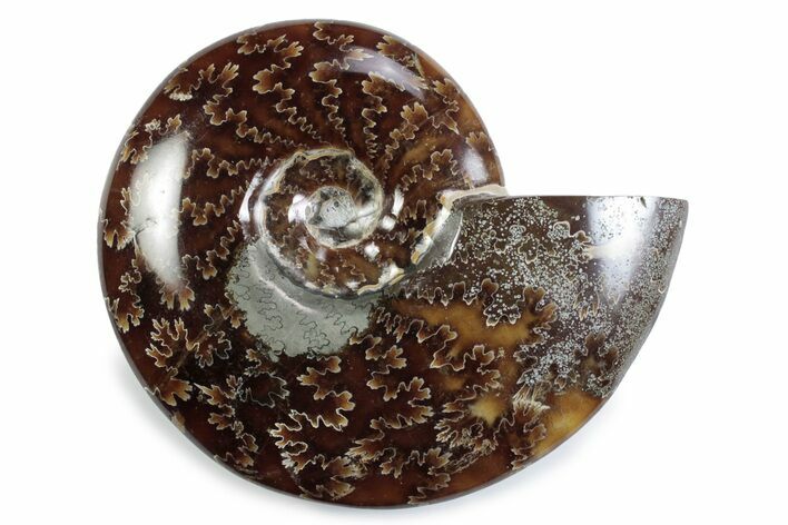 Polished Ammonite (Cleoniceras) Fossil - Madagascar #365024